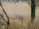 Roe - Sarna